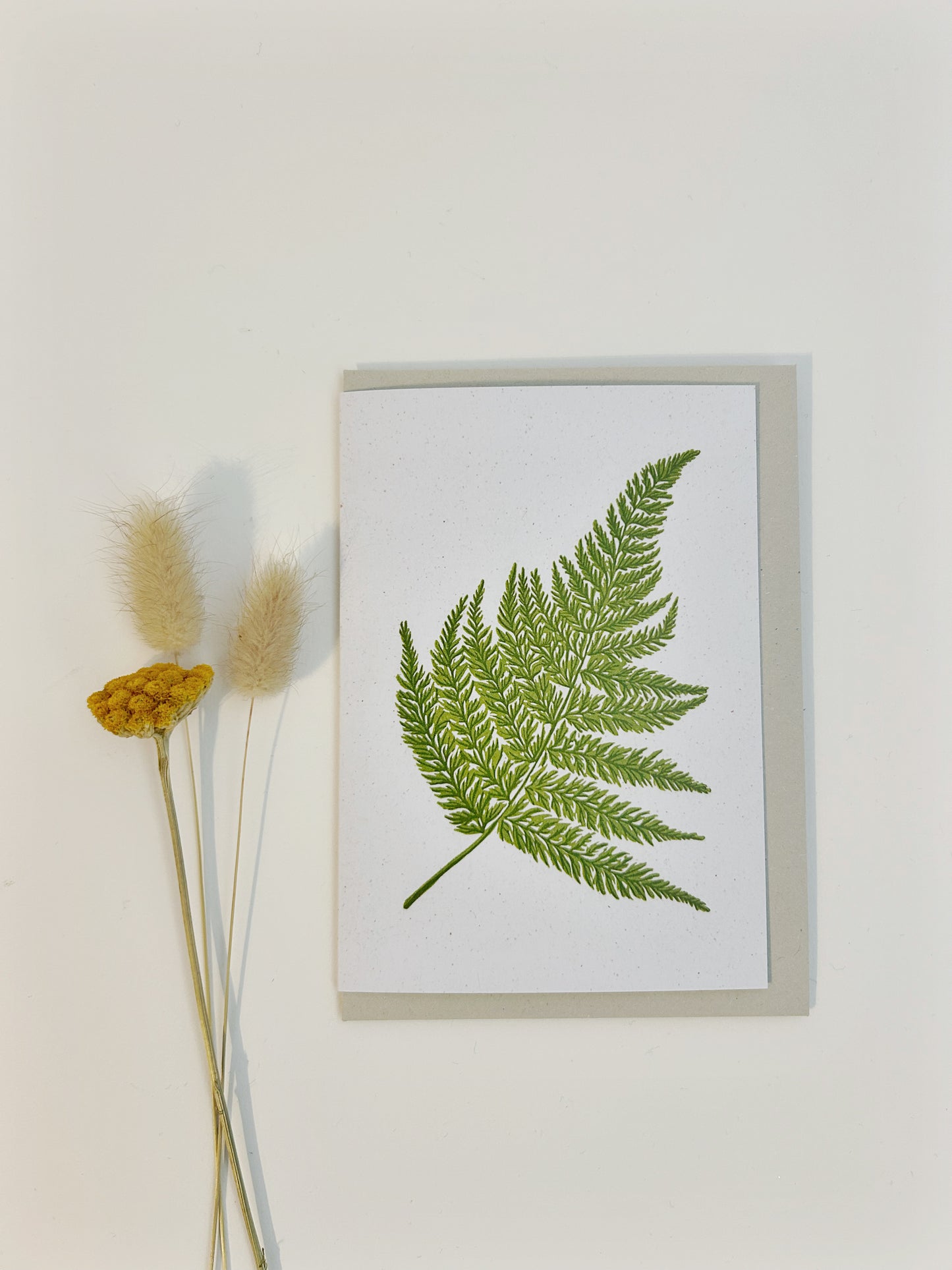 Broad Buckler Fern Card