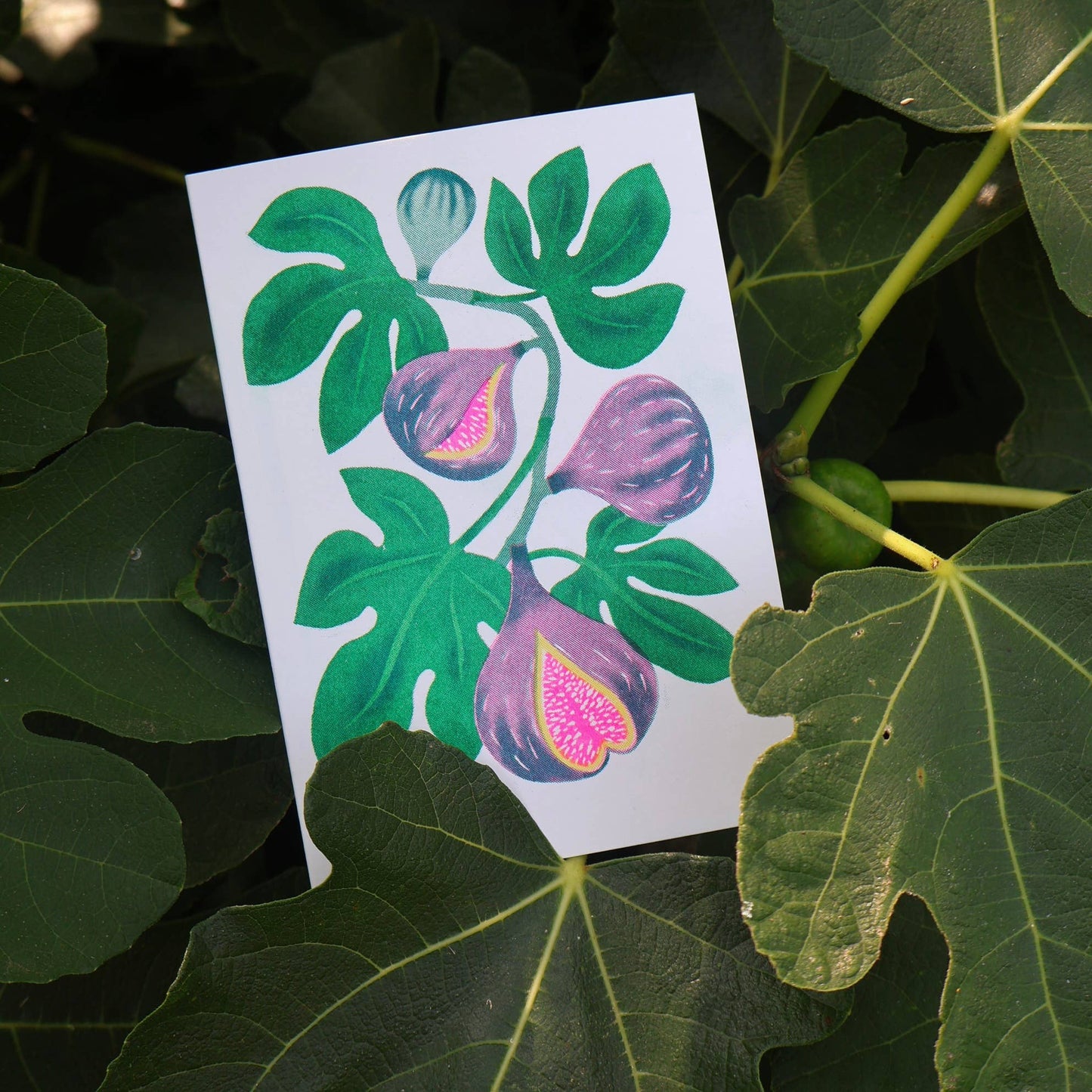 Fig Risograph Card