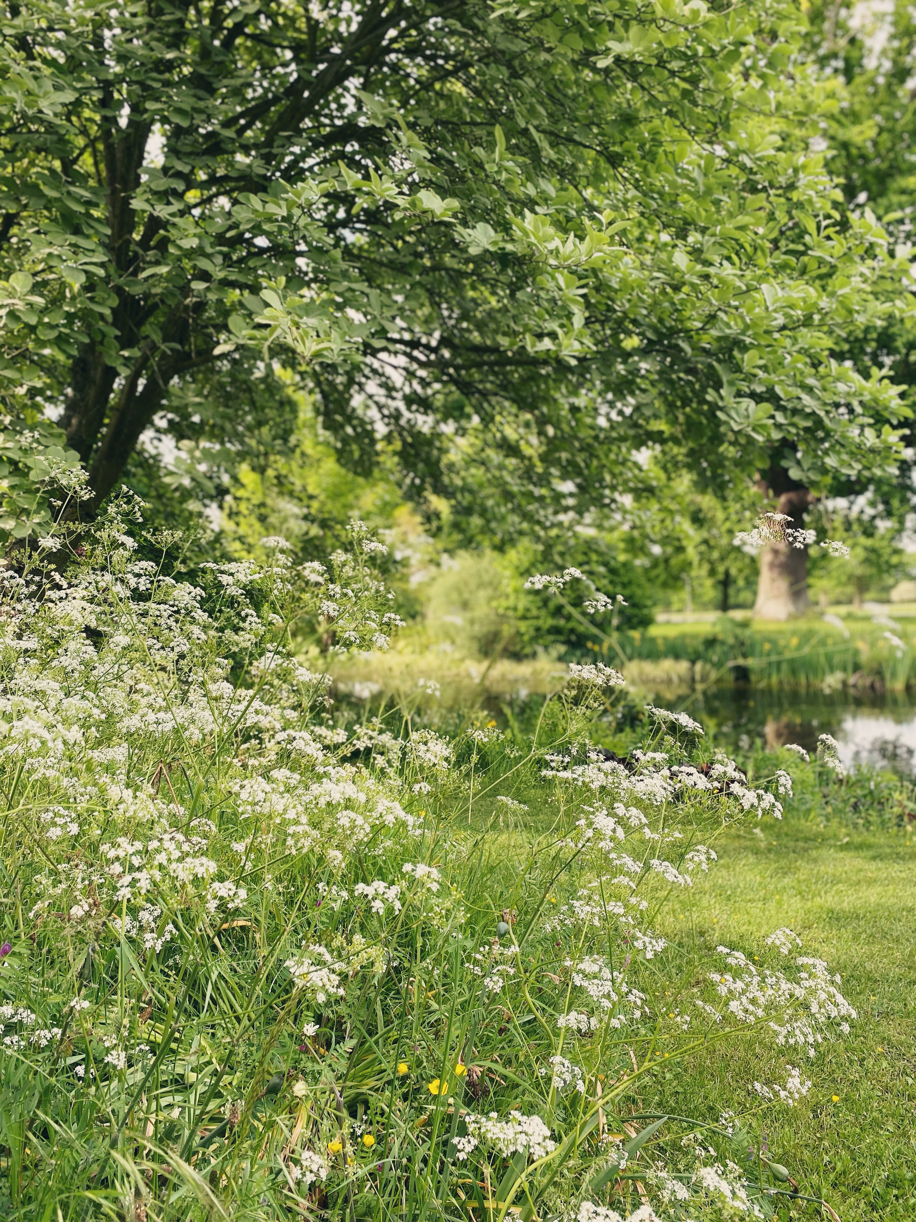 cow parsley at Helmingham Hall Gardens