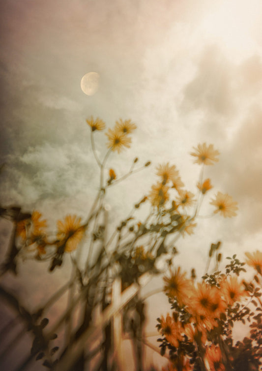 Yellow Moon Print