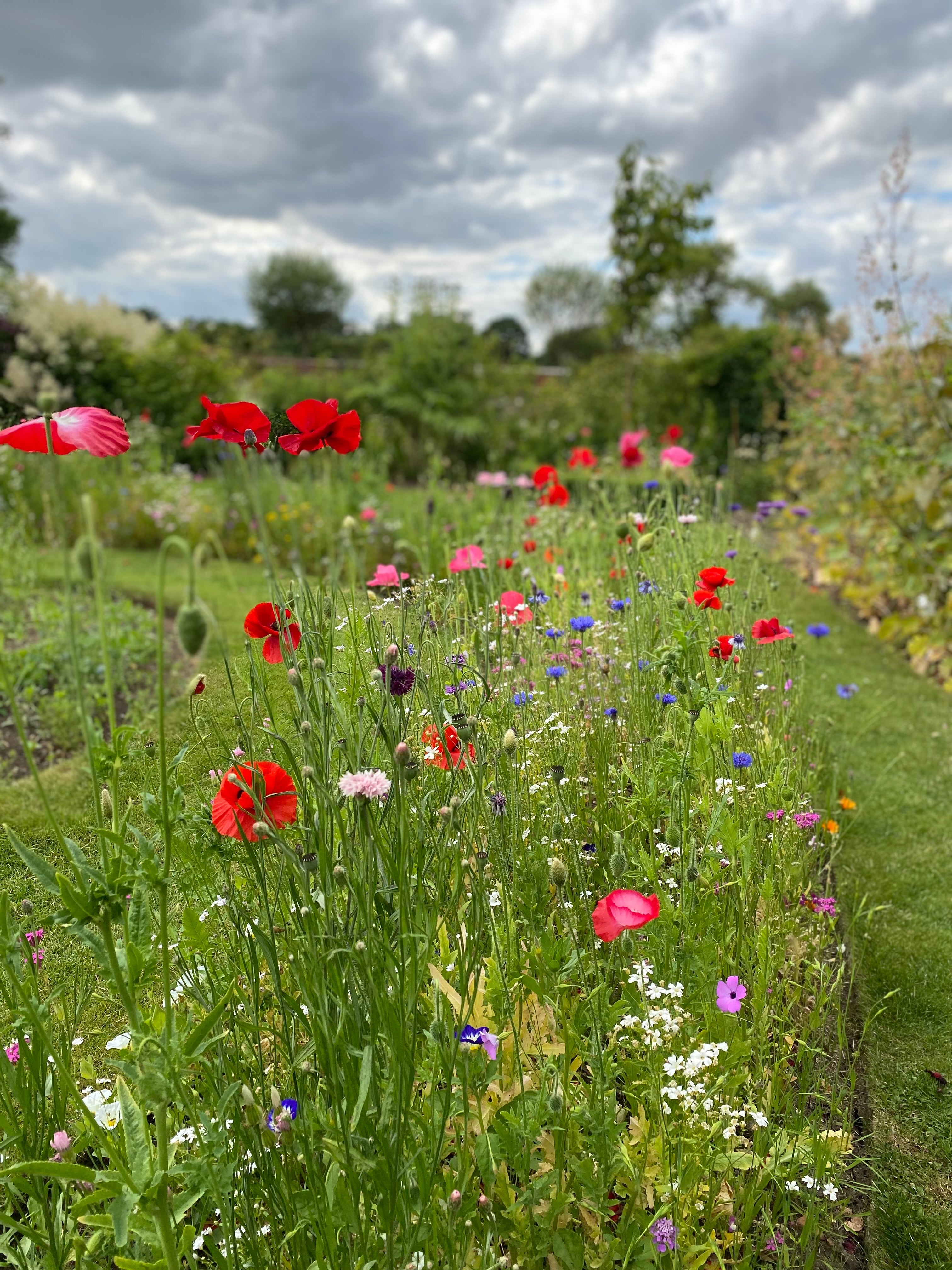 Wild flowers at Helmingham Hall Gardens