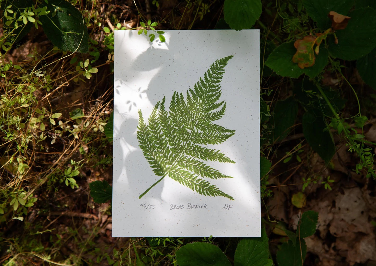 Broad Buckler Print