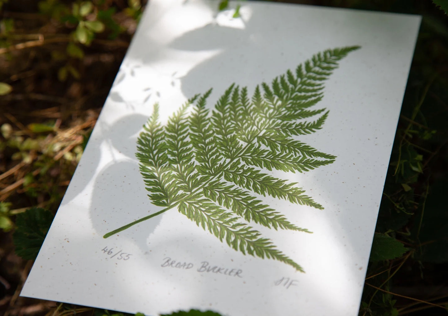 Broad Buckler Print