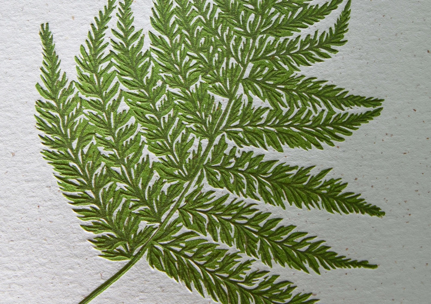 Broad Buckler Print