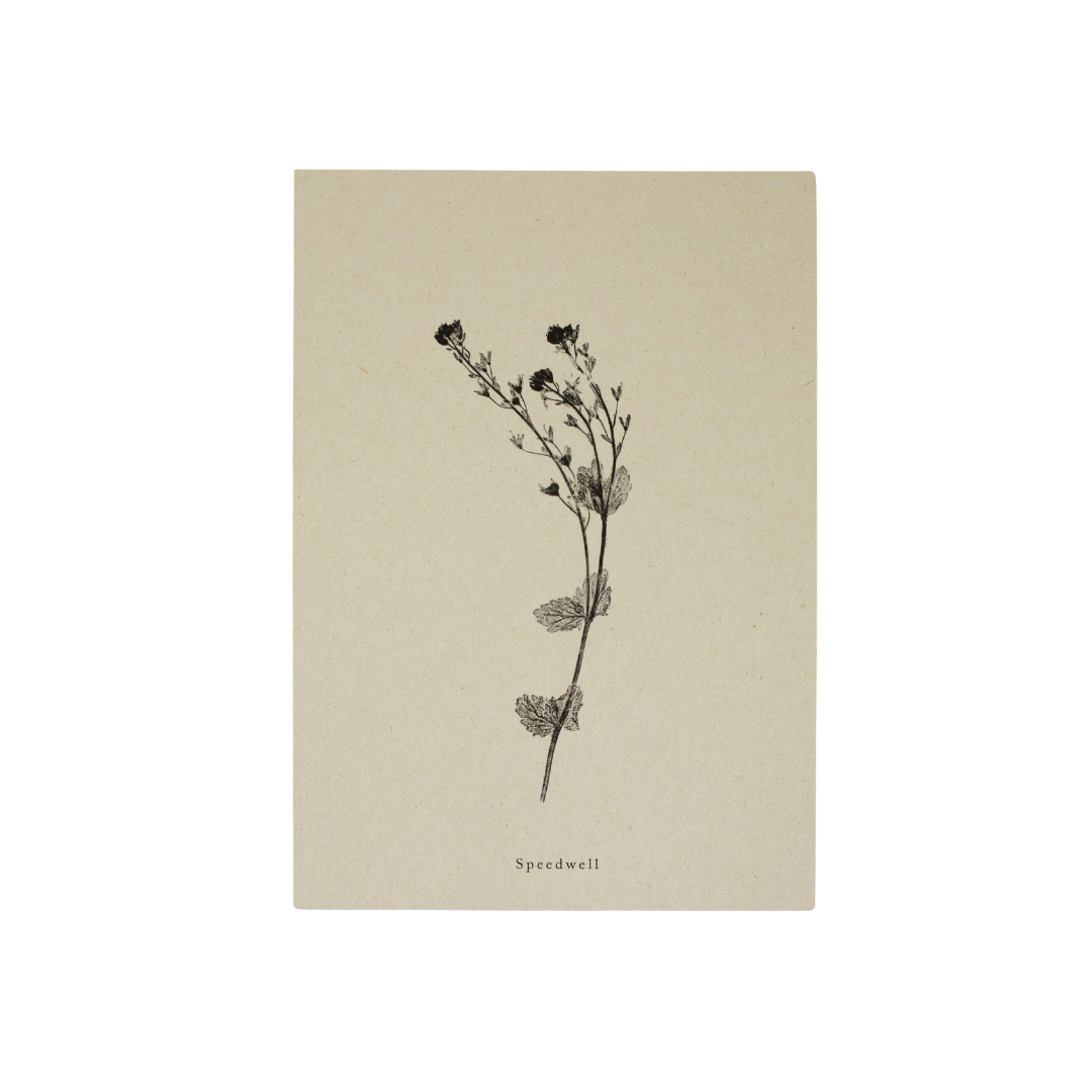 A4 Botanical Art Print - Speedwell Flower