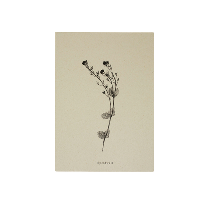 A4 Botanical Art Print - Speedwell Flower