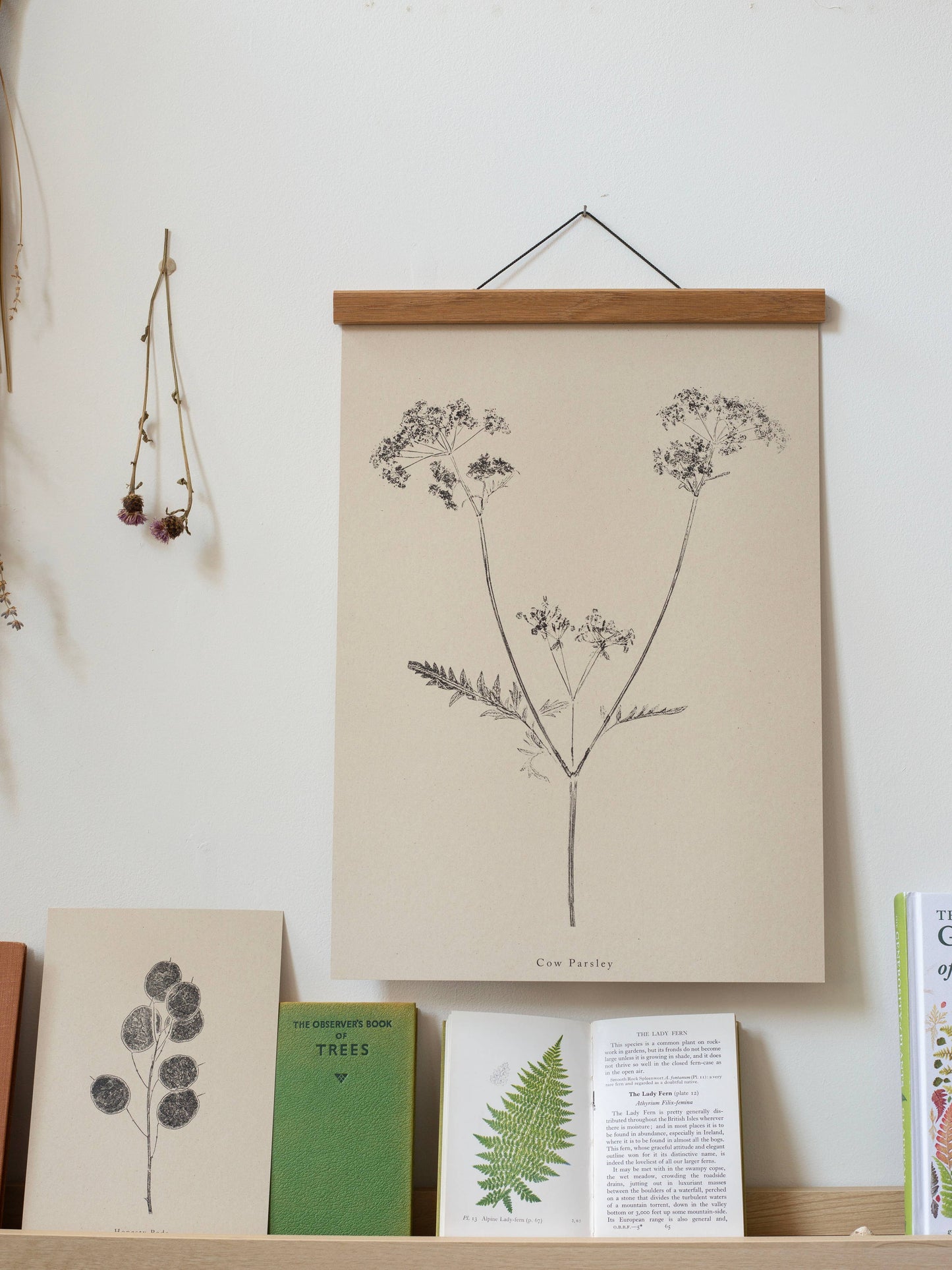 A4 Botanical Art Print - Cow Parsley 
