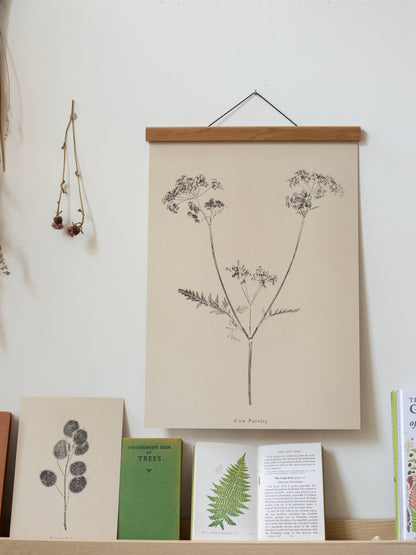 A4 Botanical Art Print - Cow Parsley 