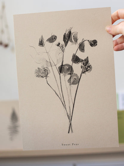 Sweet Peas A5 Botanical Art Print