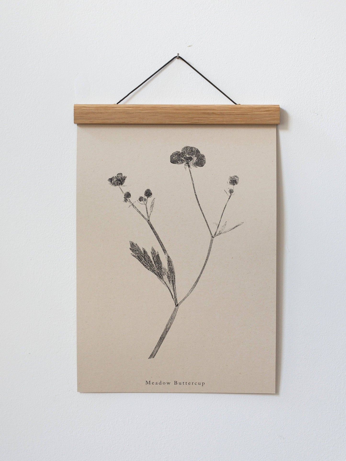 Meadow Buttercup A4 Botanical Art Print