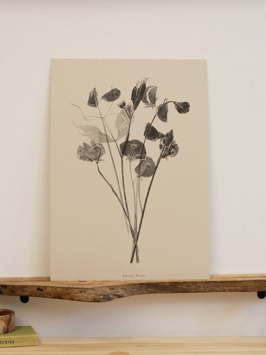 Sweet Peas A5 Botanical Art Print