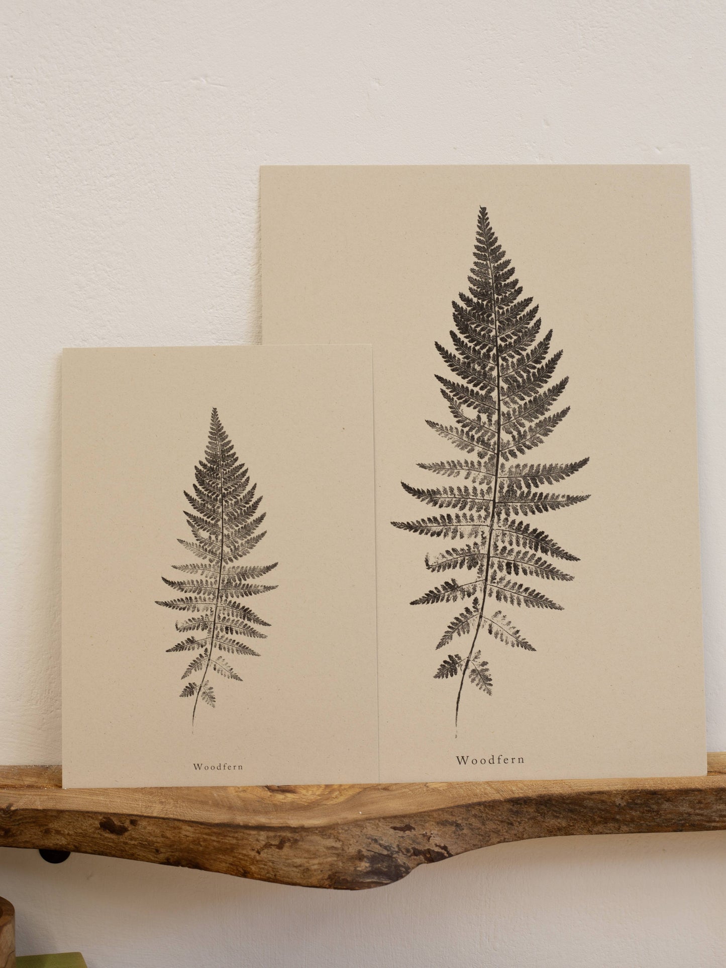 Woodfern A4 Botanical Art Print