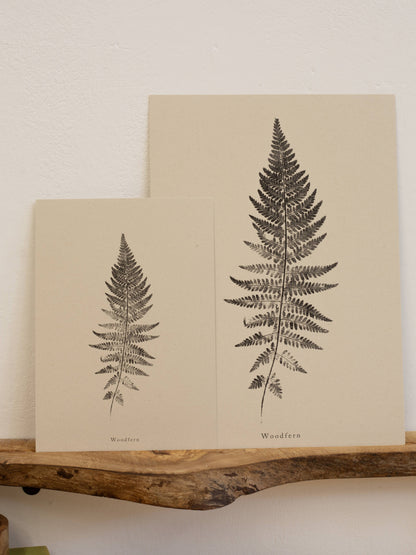 Woodfern A4 Botanical Art Print
