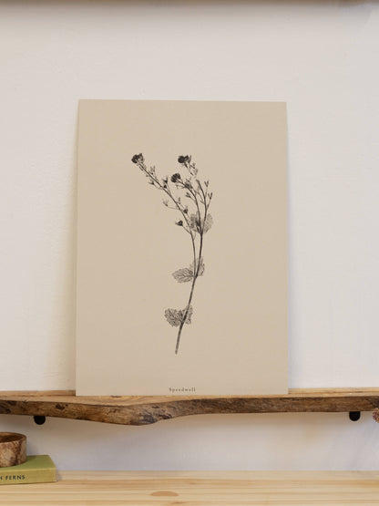 A4 Botanical Art Print - Speedwell Flower