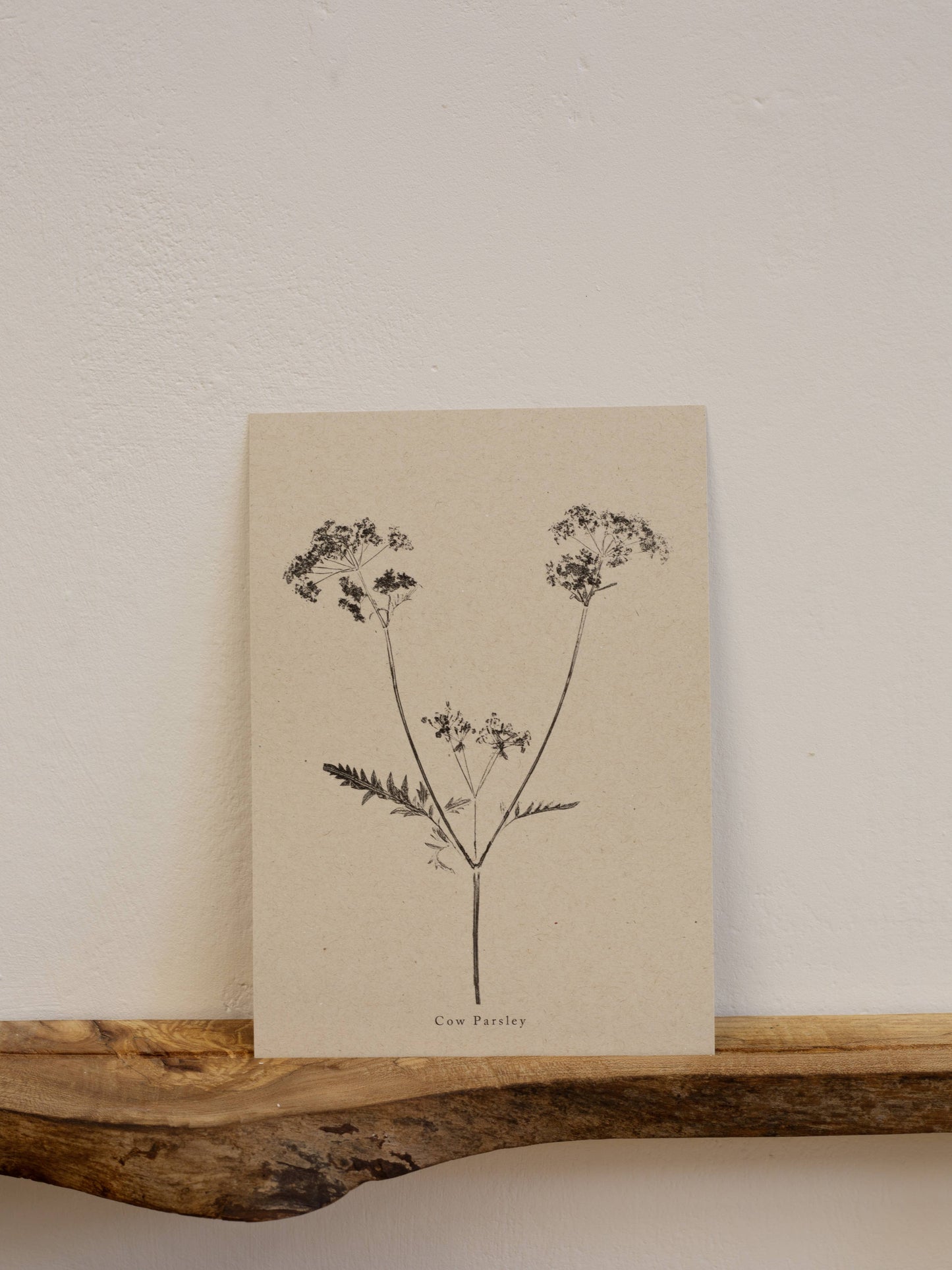 A4 Botanical Art Print - Cow Parsley 