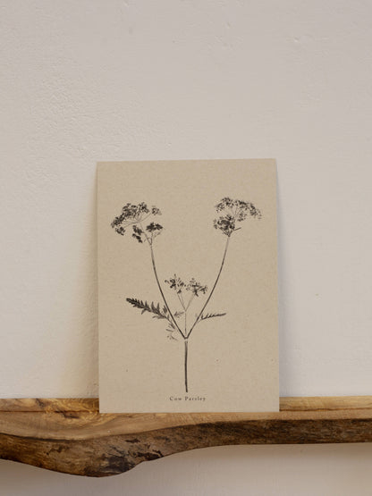A4 Botanical Art Print - Cow Parsley 