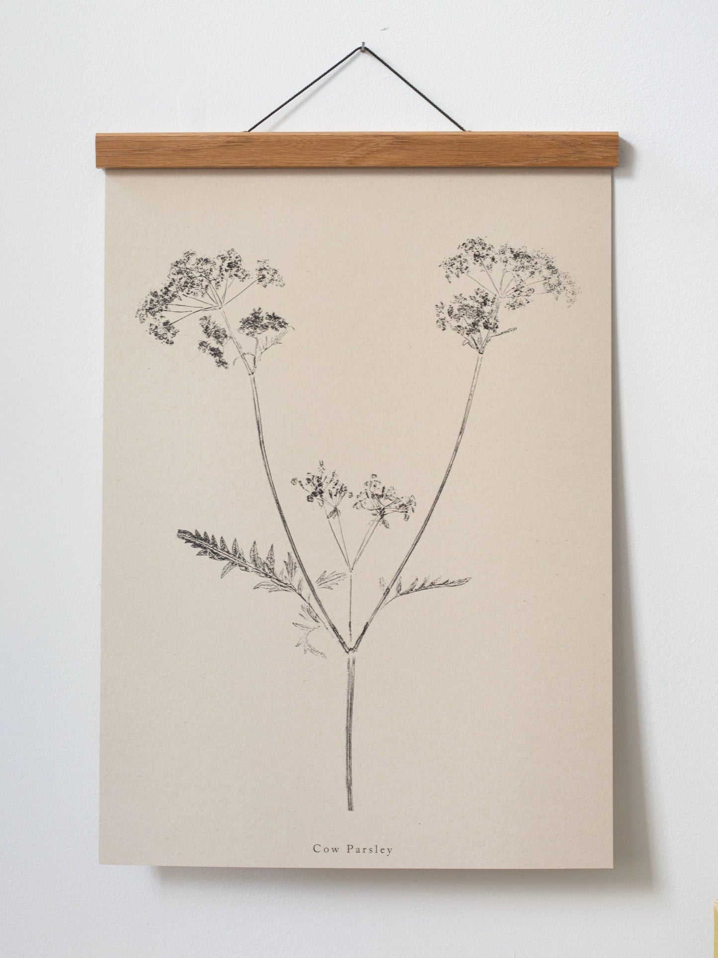 A4 Botanical Art Print - Cow Parsley 