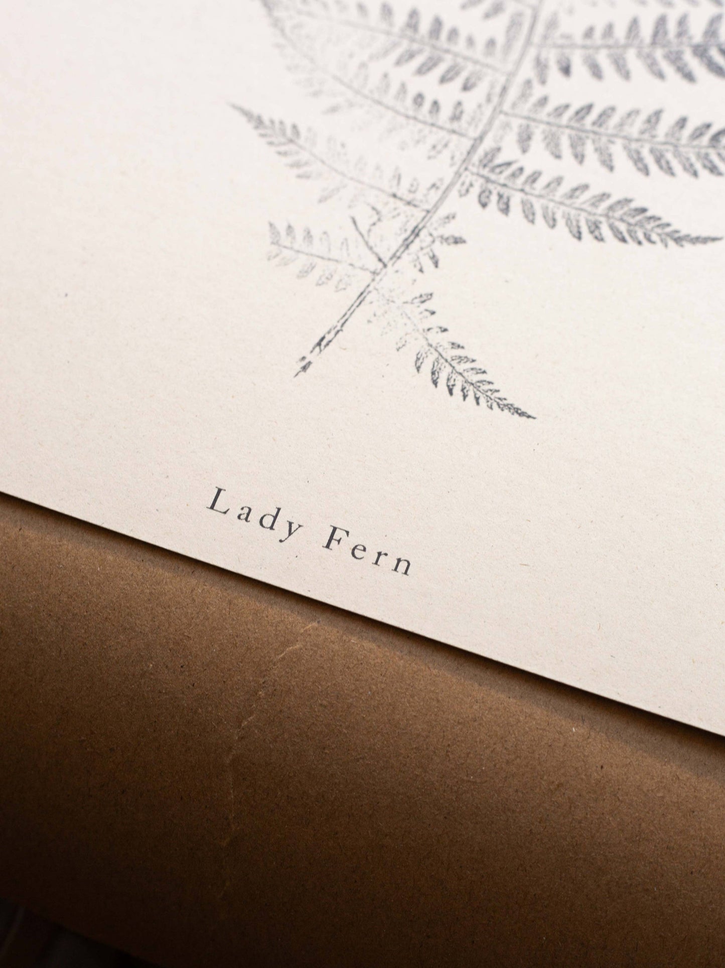 A4 Botanical Art Print - Lady Fern 