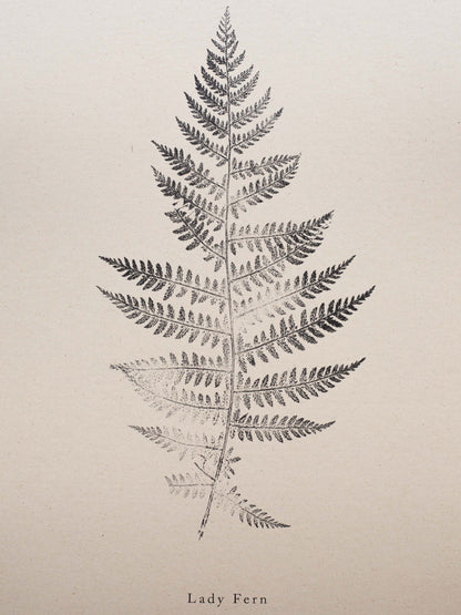 A4 Botanical Art Print - Lady Fern 