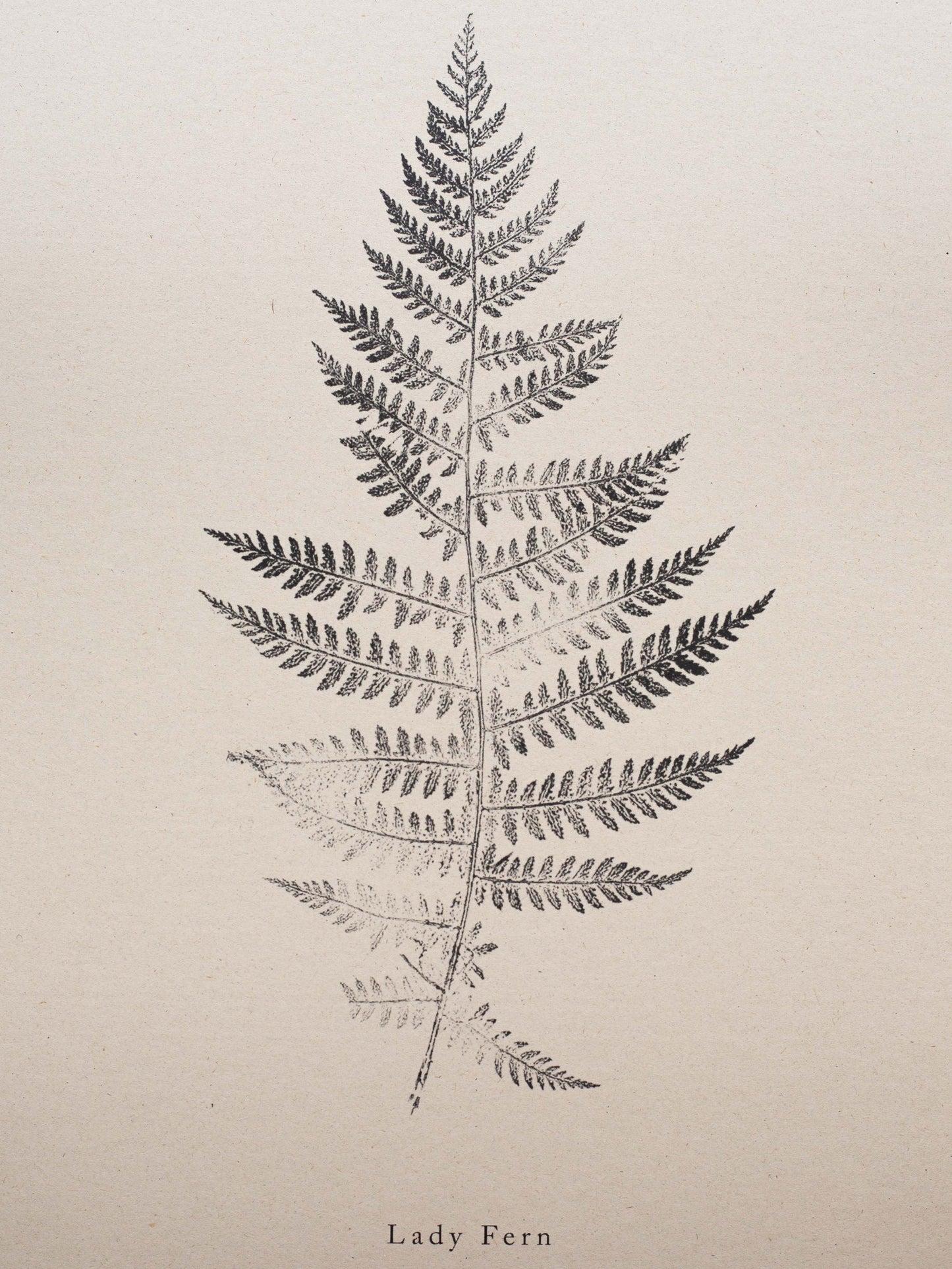 Lady Fern A5 Botanical Art Print
