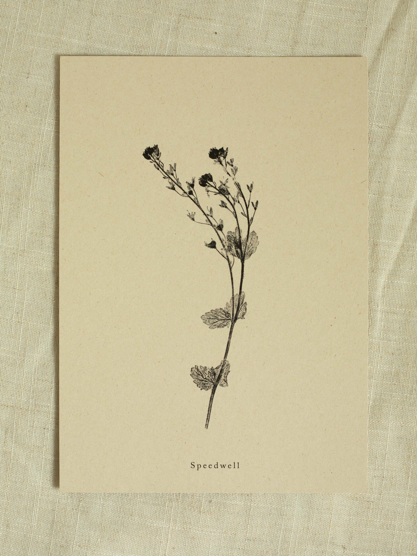 A4 Botanical Art Print - Speedwell Flower