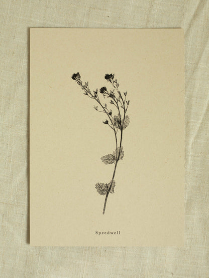 A4 Botanical Art Print - Speedwell Flower