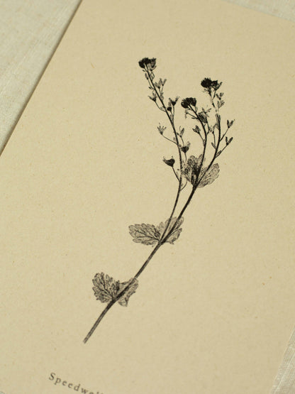 A4 Botanical Art Print - Speedwell Flower