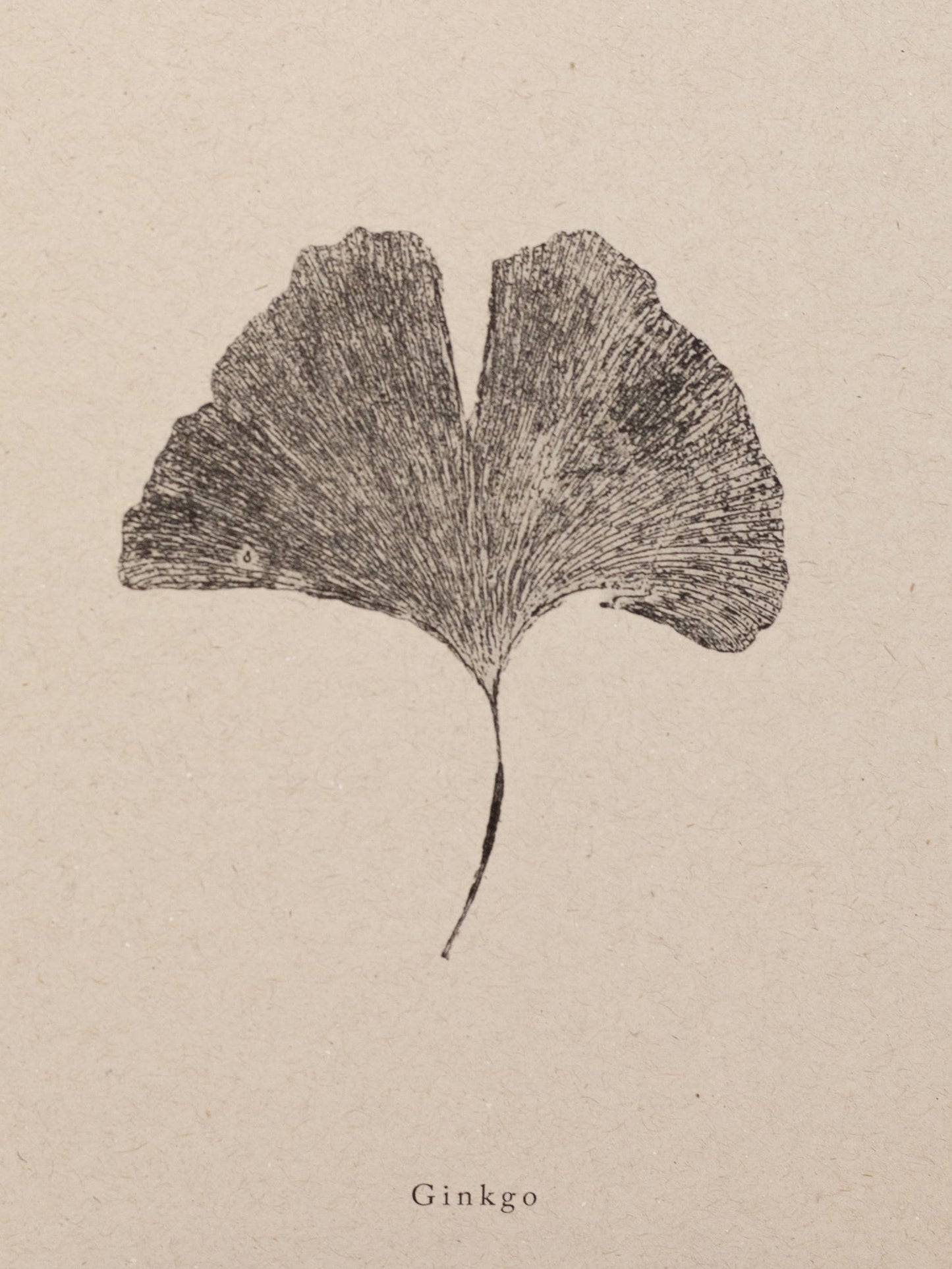 Ginkgo Leaf Botanical A5 Art Print   
