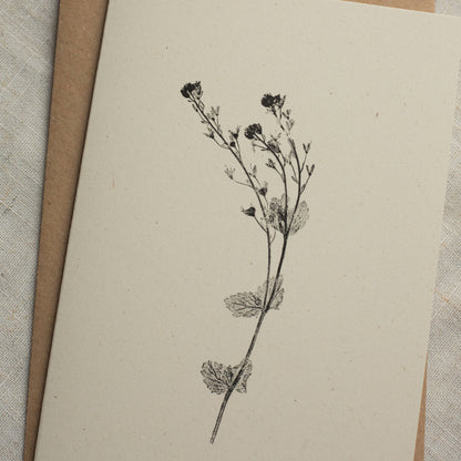 Speedwell Flower Card