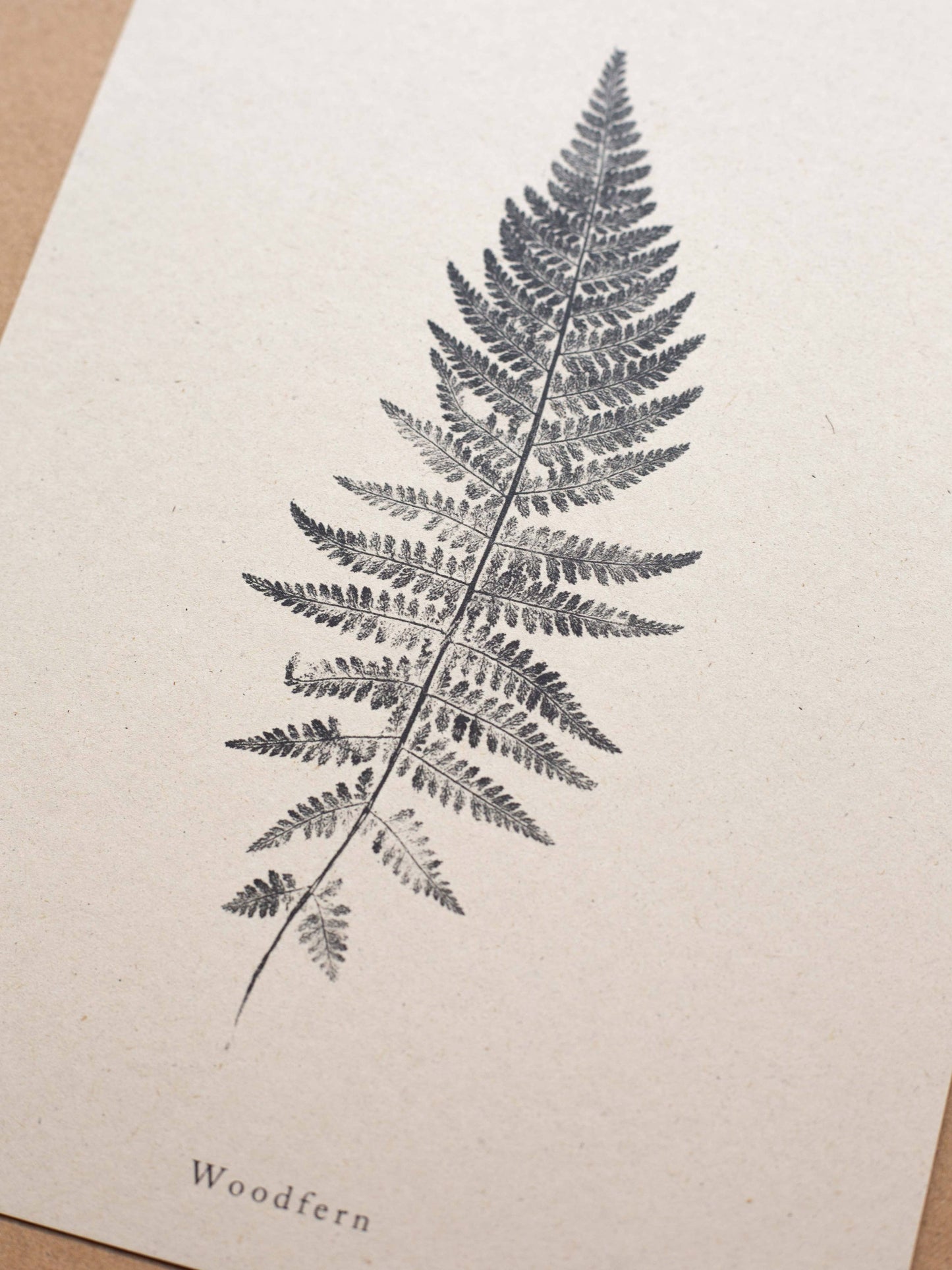 Woodfern A4 Botanical Art Print