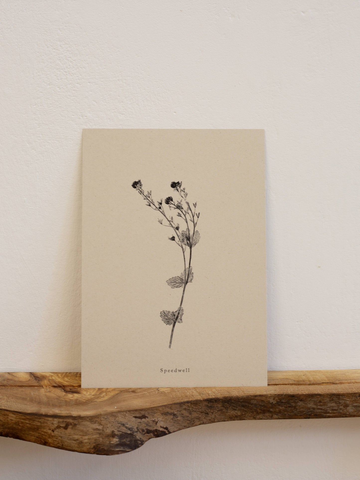 A4 Botanical Art Print - Speedwell Flower
