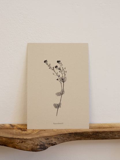 A4 Botanical Art Print - Speedwell Flower