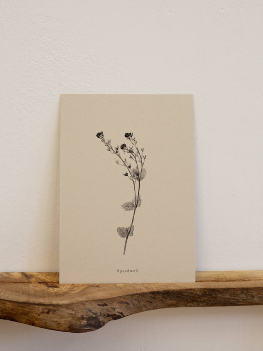 A4 Botanical Art Print - Speedwell Flower