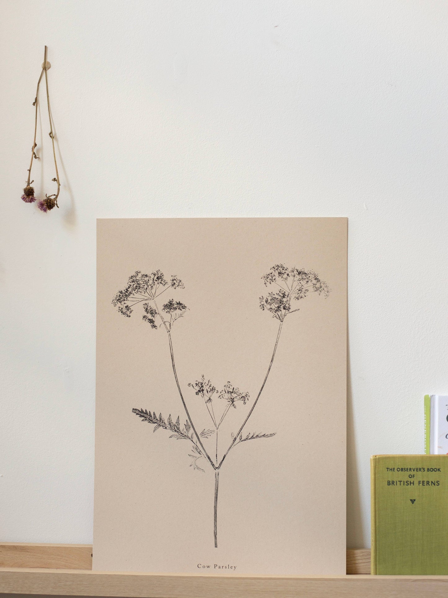 A4 Botanical Art Print - Cow Parsley 