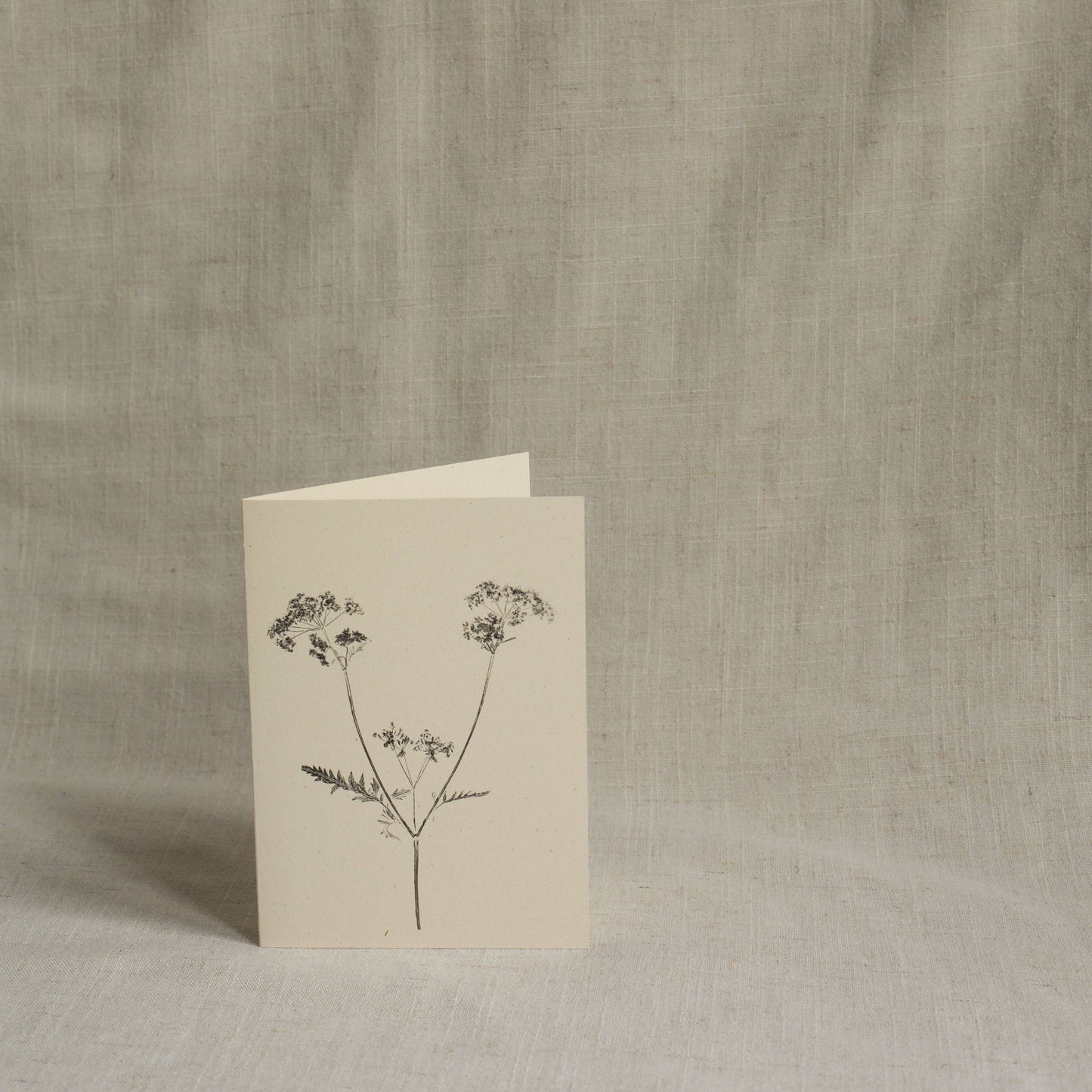 Cow Parsley Botanical Greeting Card
