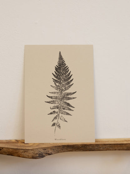 Woodfern A4 Botanical Art Print