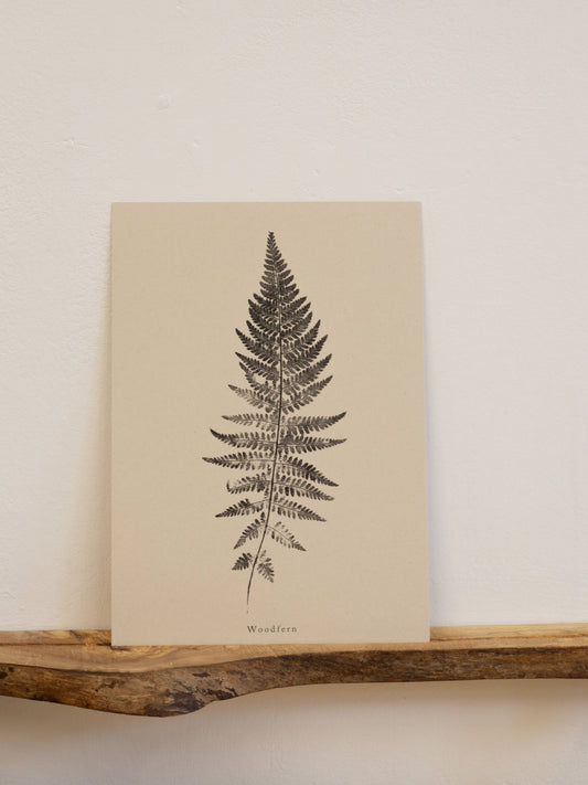 Woodfern A4 Botanical Art Print