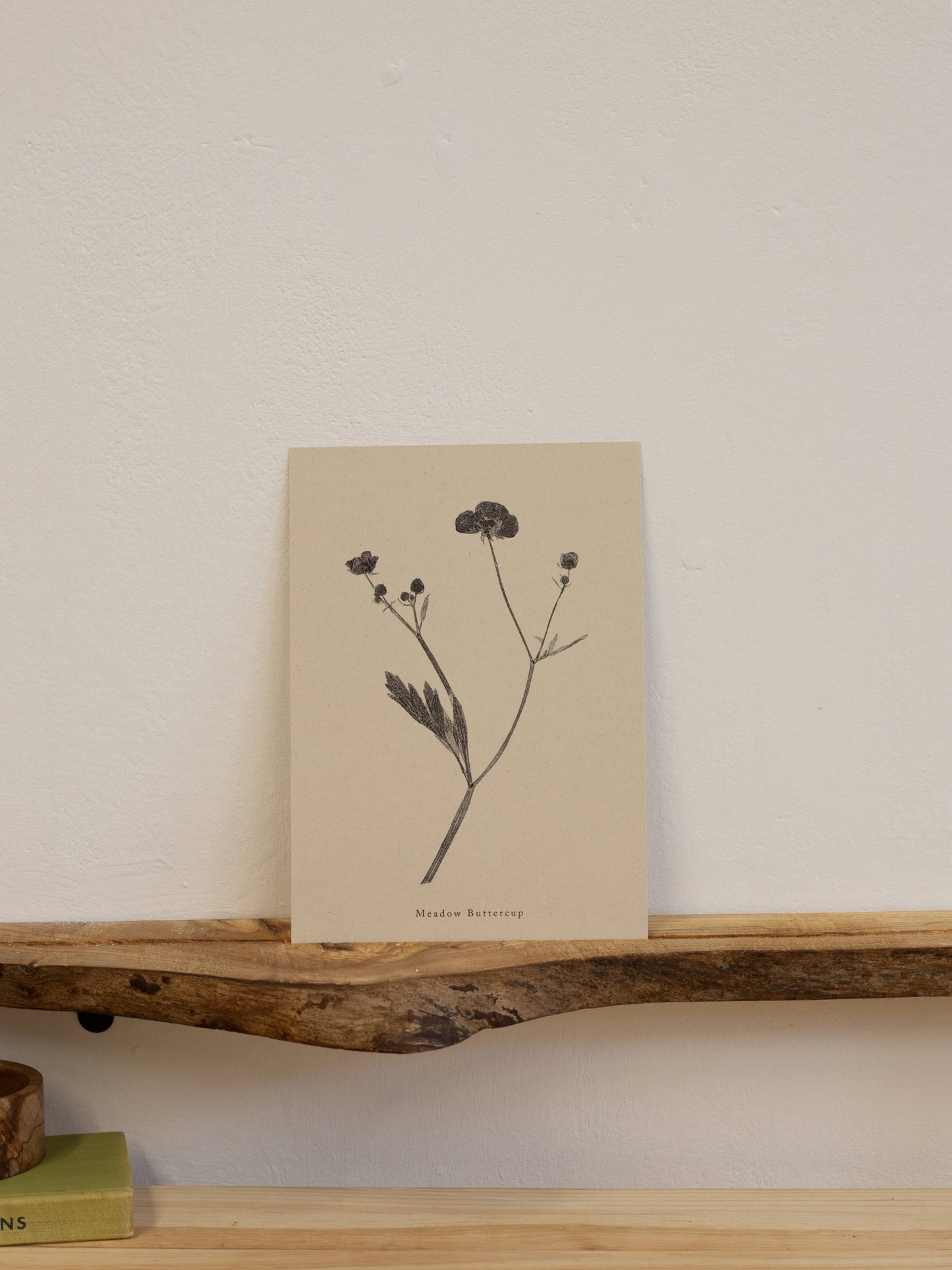 Meadow Buttercup A4 Botanical Art Print