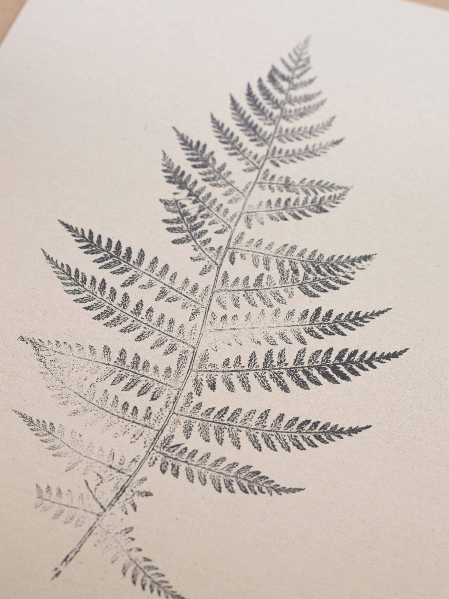 Lady Fern A5 Botanical Art Print