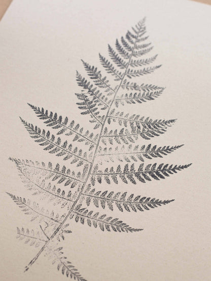 Lady Fern A5 Botanical Art Print