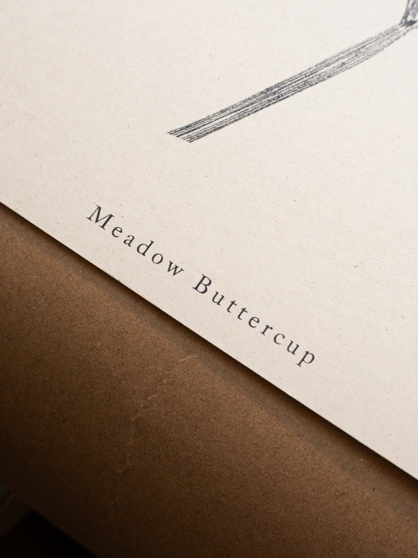 Meadow Buttercup A4 Botanical Art Print