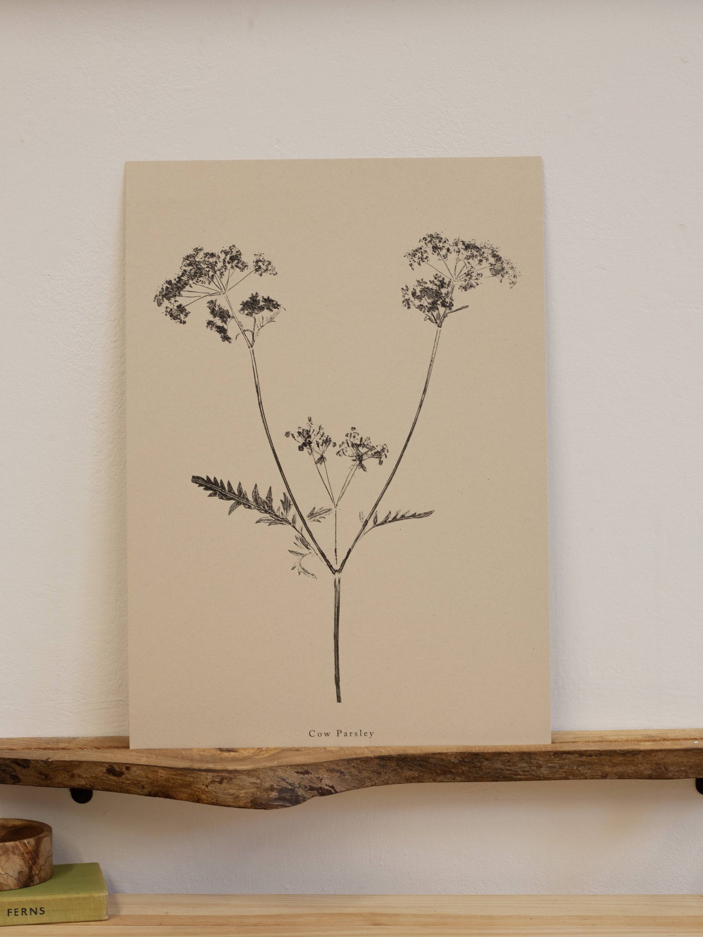A4 Botanical Art Print - Cow Parsley 
