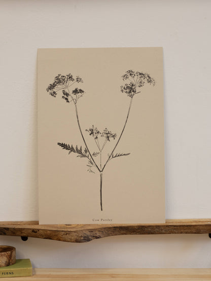 A4 Botanical Art Print - Cow Parsley 