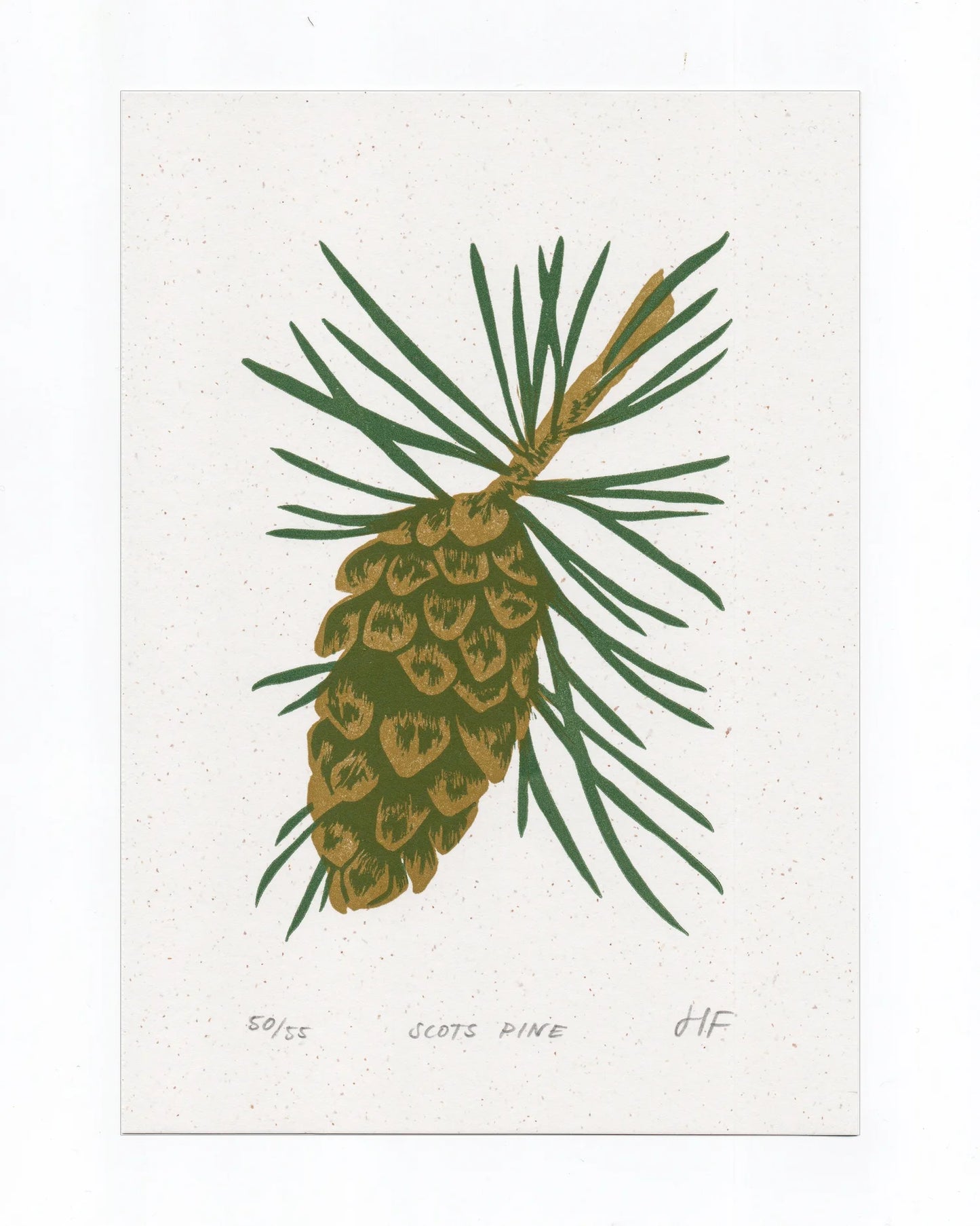 Scots Pine Print