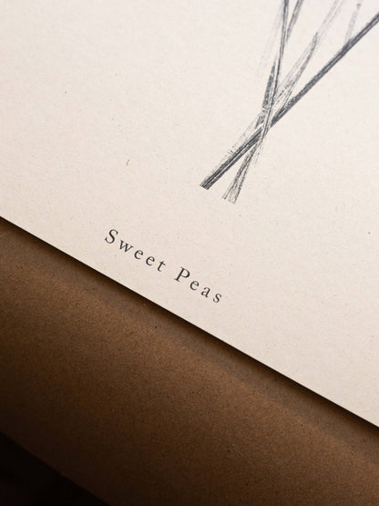 Sweet Peas A5 Botanical Art Print