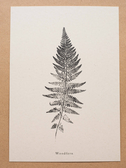 Woodfern A4 Botanical Art Print