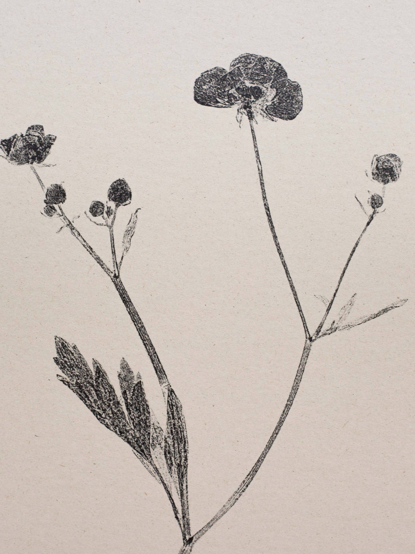 Meadow Buttercup A4 Botanical Art Print