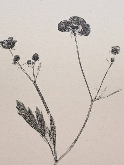 Meadow Buttercup A4 Botanical Art Print