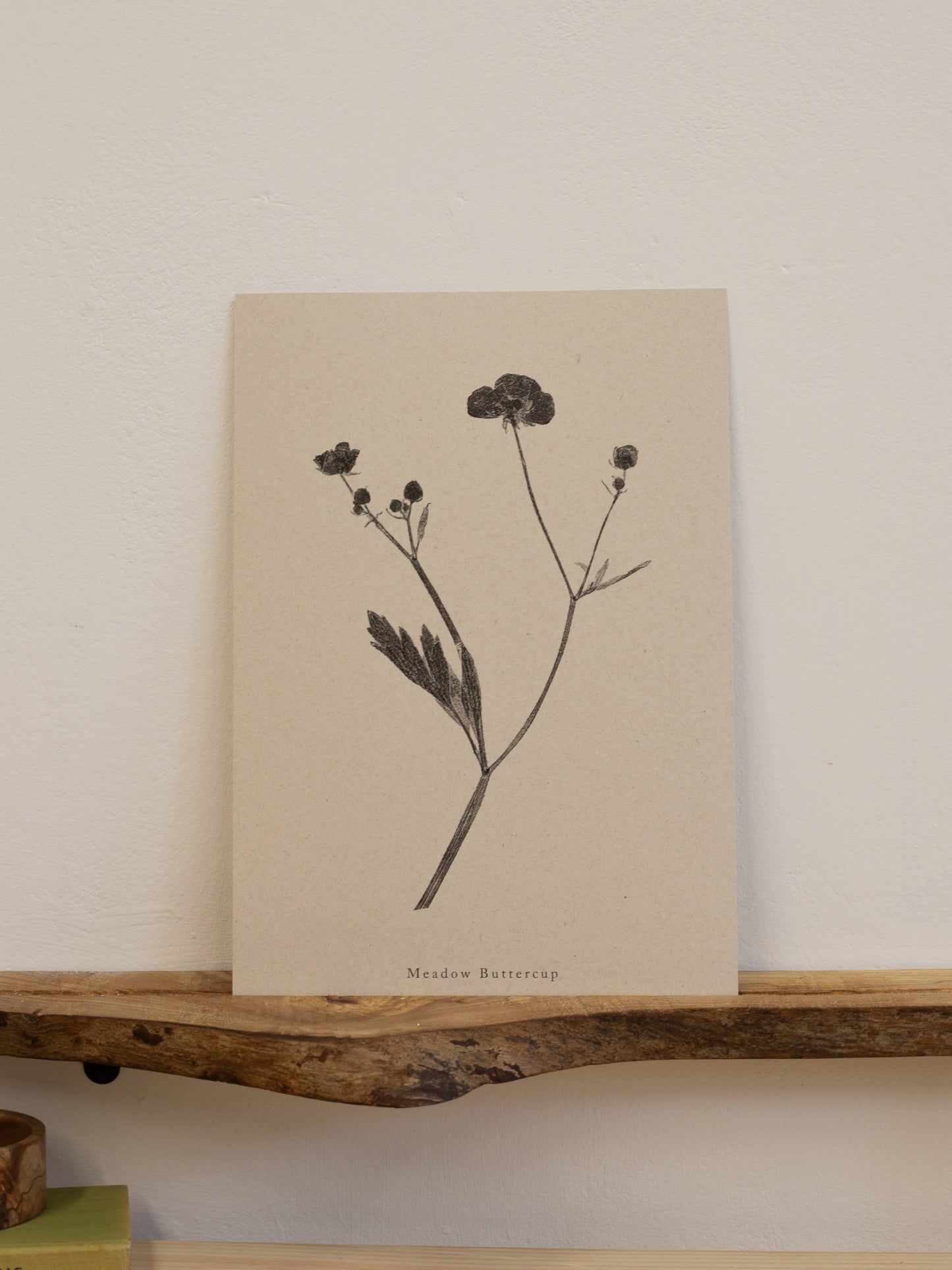 Meadow Buttercup A4 Botanical Art Print