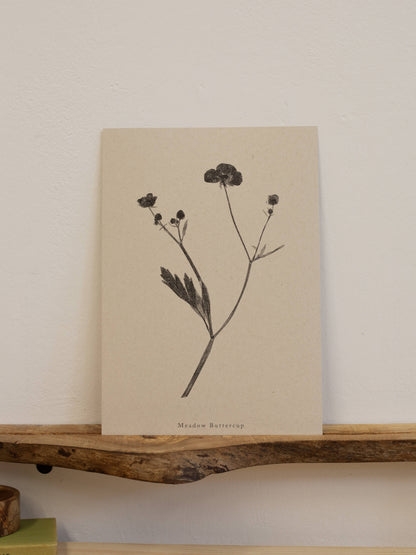 Meadow Buttercup A4 Botanical Art Print